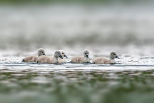 young swan chicks swimming on a lake