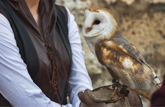 A barn owl perched on a falconer's glove