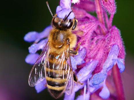 Pollination in nature. A closeup of a honey bee on a purple flower.