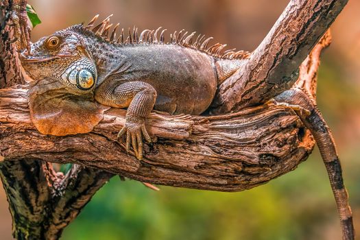 one iguana lies on a branch