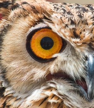 Close-up of the big orange eye of an Eurasian / European eagle-owl