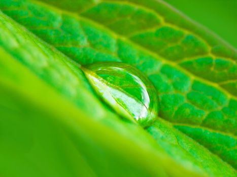 A drop of nature. Closeup shot of a water droplet on a leaf.