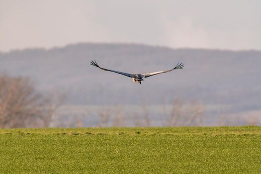 a crane flies over a green field