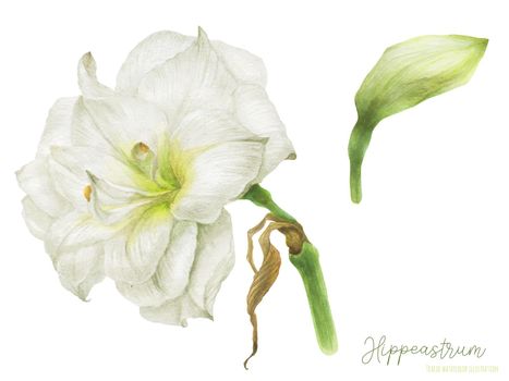 Hippeastrum watercolor flower and bud