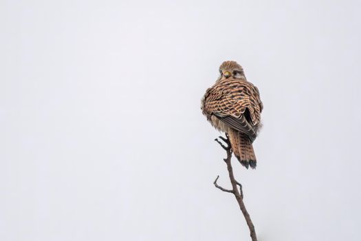a female kestrel sits on a lookout and looks for prey