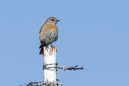 Female western bluebird perched on metal stake.
