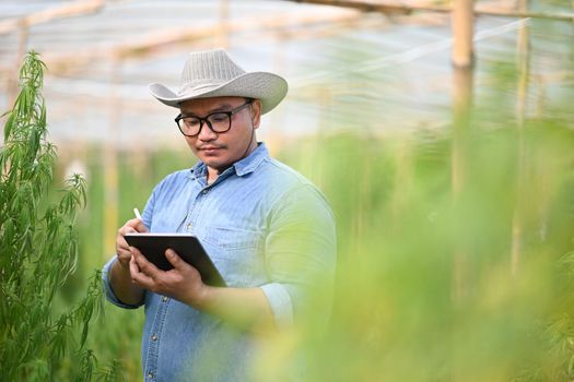 Young innovative farmer using digital tablet and checking quality of cannabis plants in greenhouse. Business agricultural cannabis farm