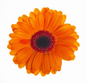 orange Gerbera flower closeup. Single orange gerbera flower isolated on white background