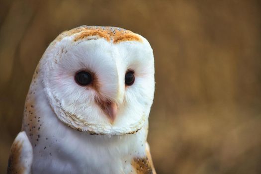 Closeup portrait of a barn owl (Tyto alba) with a blurred background in a forest