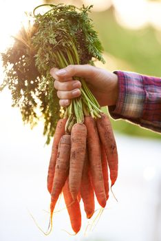 Your eyesight will thank us. Cropped shot of a woman holding a bunch of freshly picked carrots.