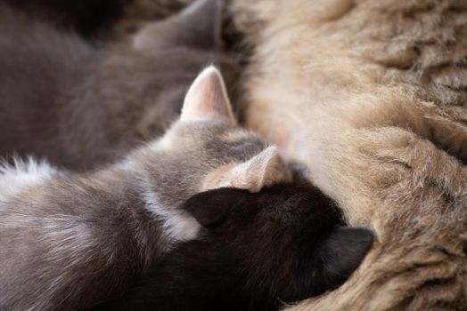 Mother cat nursing little kittens