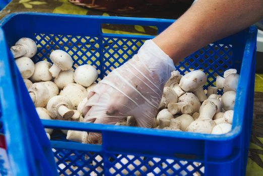 A food handler with latex glove picking up white button mushrooms from a plastic crate