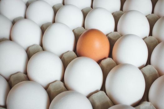 A brown egg standing out amongst a group of white eggs in a carton