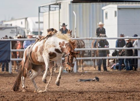 Wild Horse Bucks Off Cowboy Rider At Rodeo