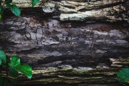 Forest themed tree log background for title text copy space;