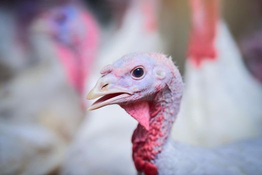 Im the head turkey around here. Shot of turkeys on a poultry farm.