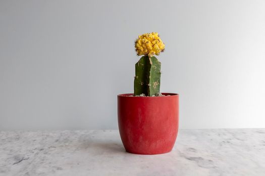 Beautiful yellow crest grafted cactus in red ceramic pot
