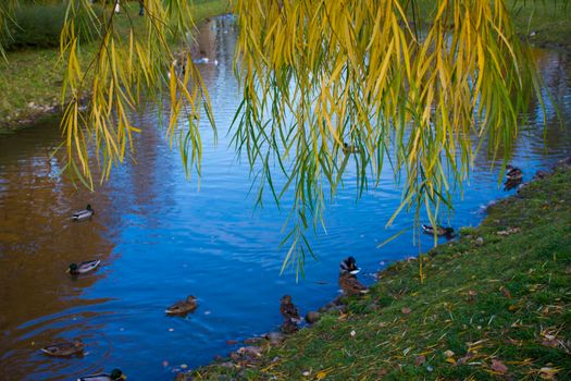 Autumn Landscape With flock of mallard ducks swim on Lake