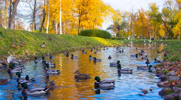 Autumn Landscape With flock of mallard ducks swim on Lake