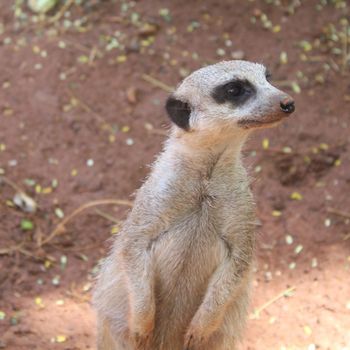 Surricate meerkat standing upright 
