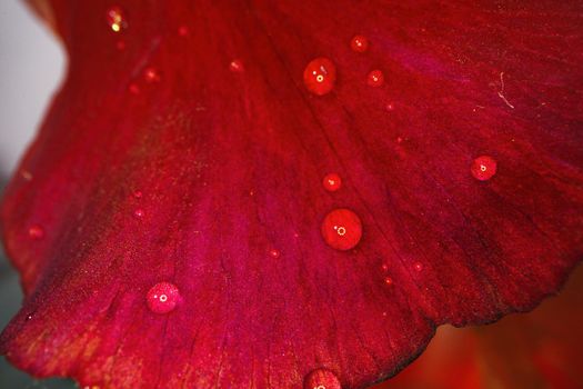 Close up of a red iris flower macro shot