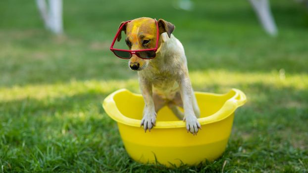 Jack russell terrier dog in sunglasses washes in a yellow basin outdoors.