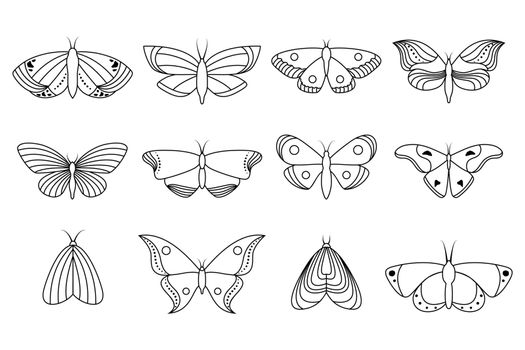 Collection of icons butterflies