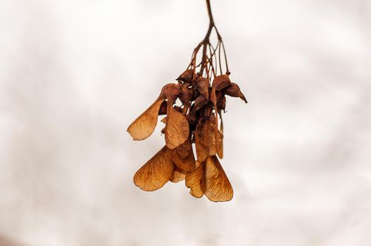 one branch with a brown maple seeds