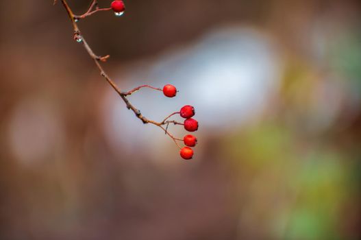 one branch with red hawthorn berries