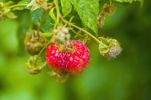 one branch with ripe raspberries