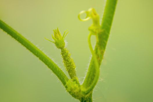 one branch with young cucumber