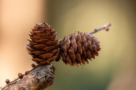one branch with a brown cone