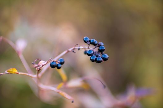 one branch with black berries