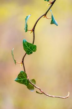 one branch with green ivy leaves in the forest