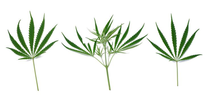 Green cannabis leaf on a white isolated background, top view