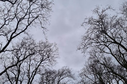 Black and white photo. View of the treetops against the gray sky.