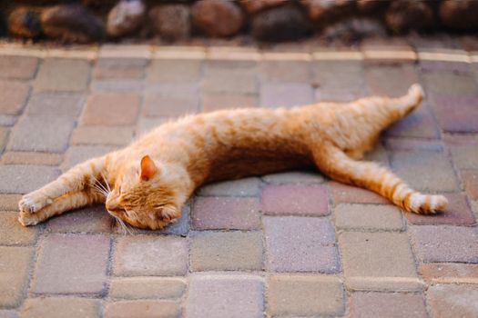 a red-haired cat lies on its side outdoors and enjoys a sunny summer day