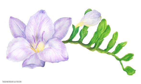 Fresh delicate purple freesia branch with buds