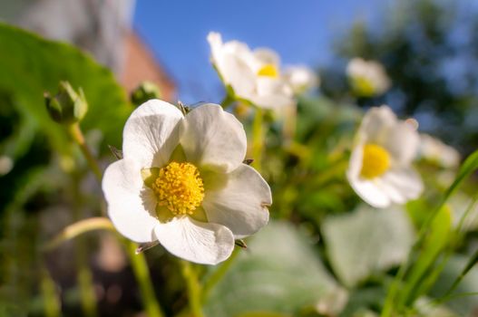 several strawberry blossoms in a garden