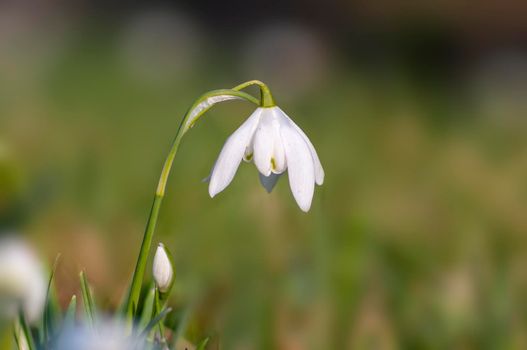 one blossom of a snowdrop in spring