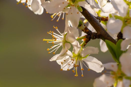 many blossoms on a branch of an plum tree
