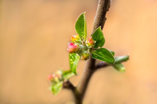 many blossoms on a branch of an apple tree