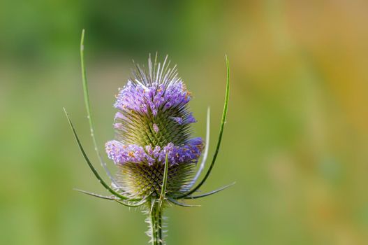 one thistle flower on a meadow