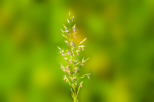 a green blossom of grass in summer