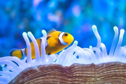 A yellow and white clown fish swimming among the tentacles of a sea anemone
