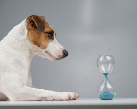 Jack Russell Terrier dog lies next to an hourglass on a gray background.