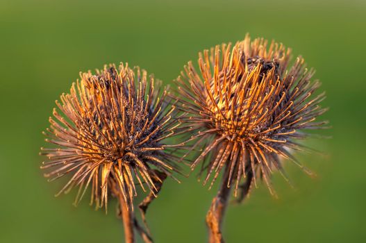 an blossom of a burdock in autumn