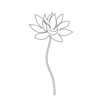 Lotus flower on white