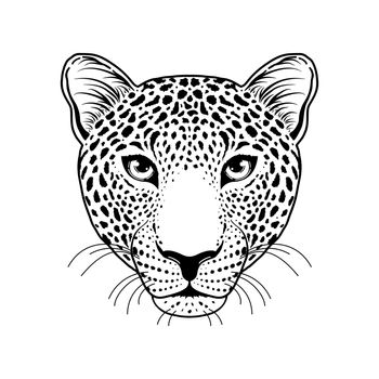 Leopard muzzle on white