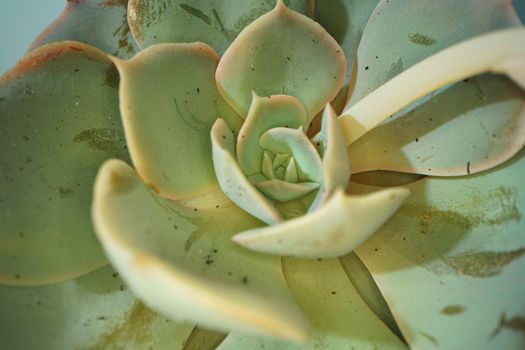 Macro shot of succulent plant, close up